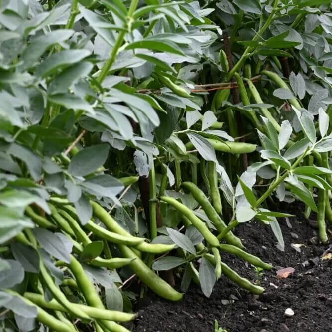 Sonoran Desert Beans Seeds - Vegetable Plant