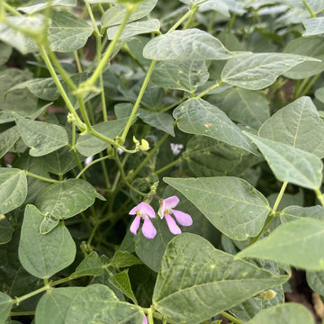 Sonoran Desert Beans Seeds - Vegetable Plant