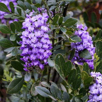 Sophora Secundiflora Seeds - Flower Plant