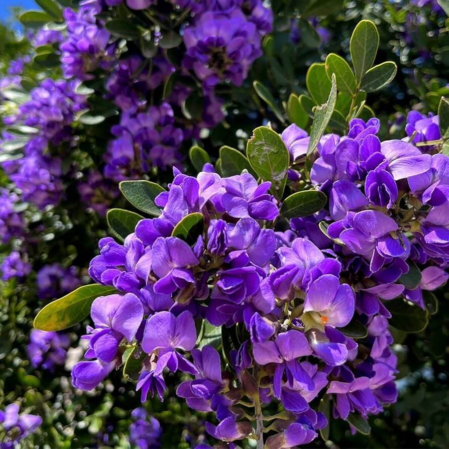 Sophora Texas Mountain Laurel Seeds