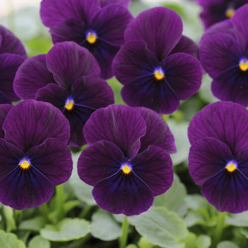 Sorbet Purple Ice Viola Cornuta Seeds