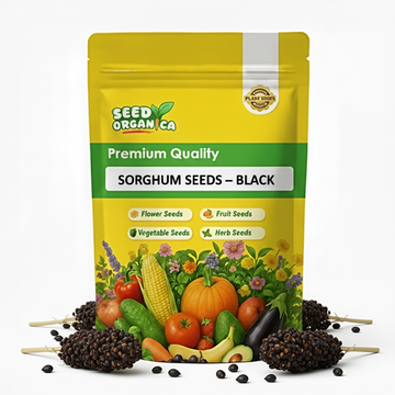 Sorghum Seeds – Black