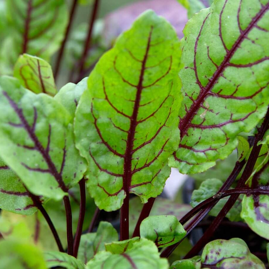 Sorrel Seeds – Garden Sorrel