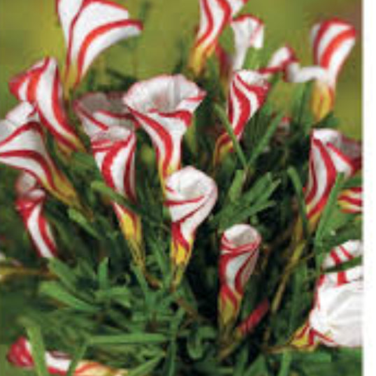 Sorrel Seeds – Candy Cane