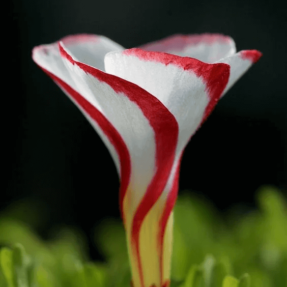 Sorrel Seeds – Candy Cane