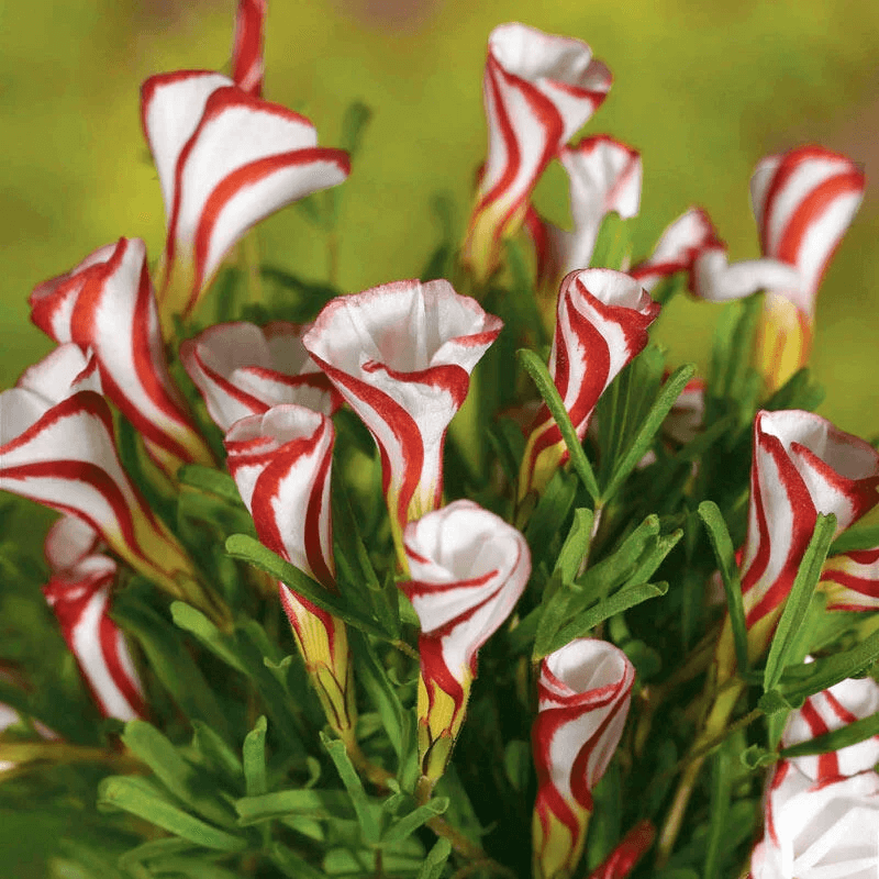 Sorrel Seeds – Candy Cane