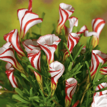 Sorrel Seeds – Candy Cane