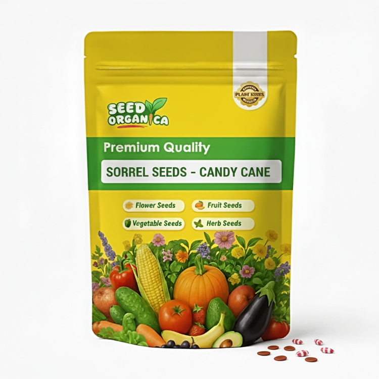 Sorrel Seeds – Candy Cane