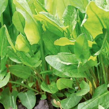 Sorrel Seeds – French