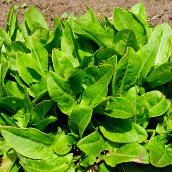 Sorrel Seeds – French