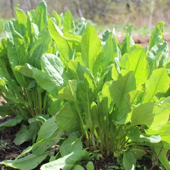 Sorrel Rolnik Garden Sorrel Sorrel Seeds | Leafy Herb Garden Planting