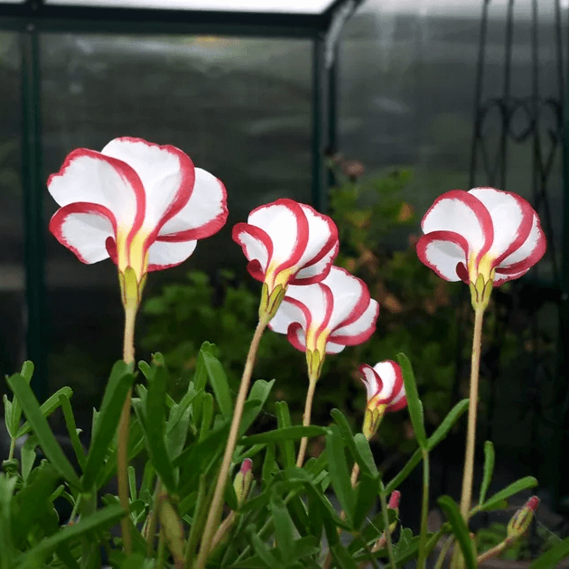 Sorrel Seeds – Oxalis Versicolor 