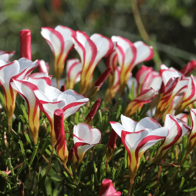 Sorrel Seeds – Oxalis Versicolor 