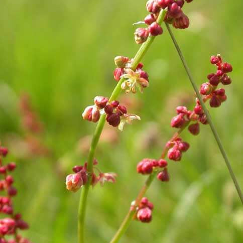 Sorrel Seeds – Sheep