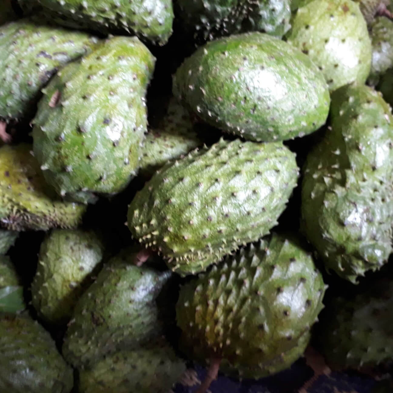 Soursop Seeds - Army Green Graviola