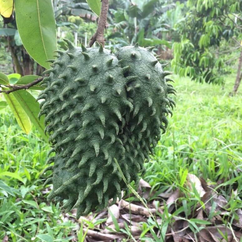 Soursop Seeds - Army Green Graviola