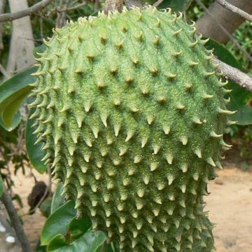 Soursop Seeds - Giant