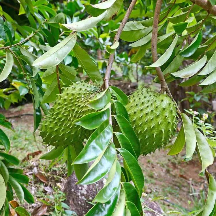 Soursop Seeds - Green