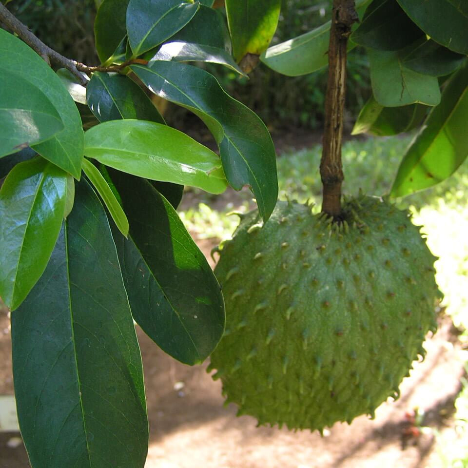 Soursop Seeds - Green