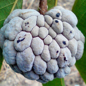 Soursop Seeds - Grey