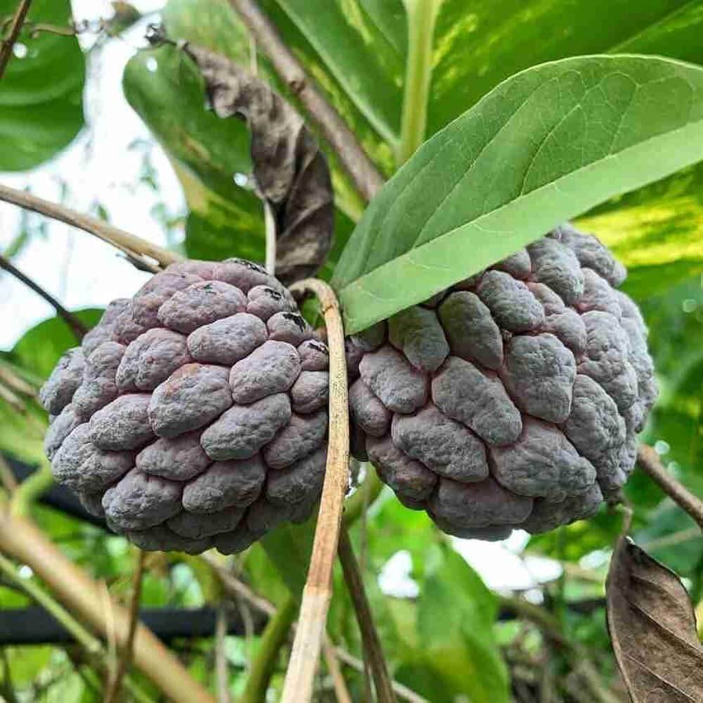 Soursop Seeds - Grey