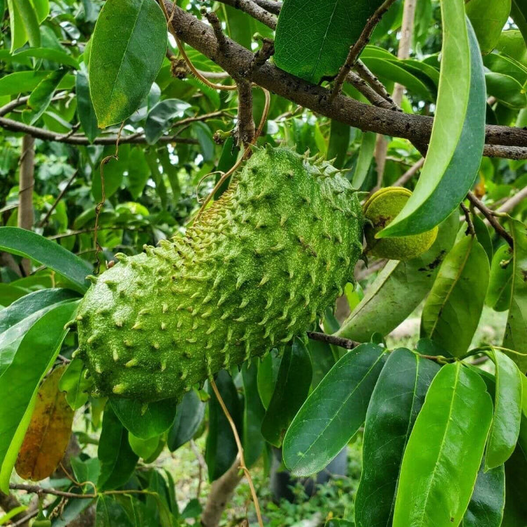 Soursop Seeds - LushGreen