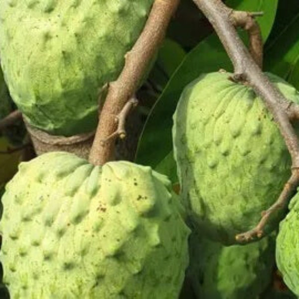 Soursop Seeds - Mountain