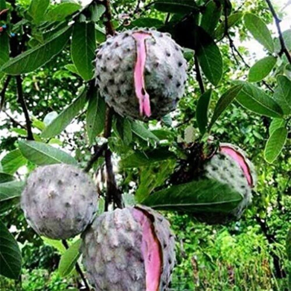 Soursop Seeds - Pink