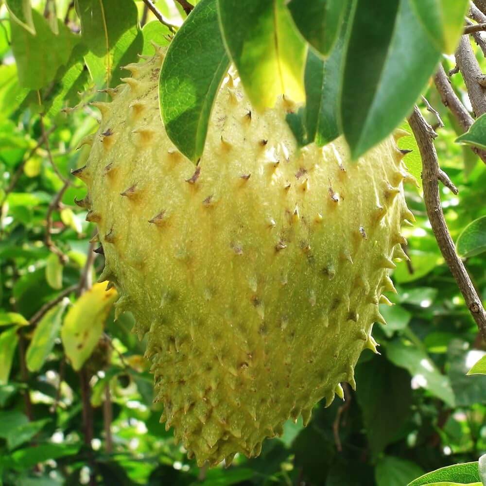 Soursop Seeds - Yellow 