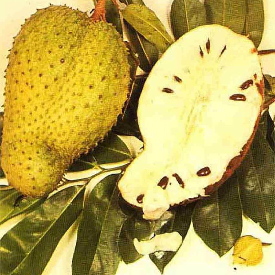 Soursop Seeds - Yellow Green