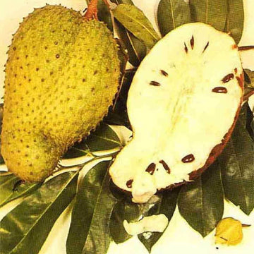 Soursop Seeds - Yellow Green