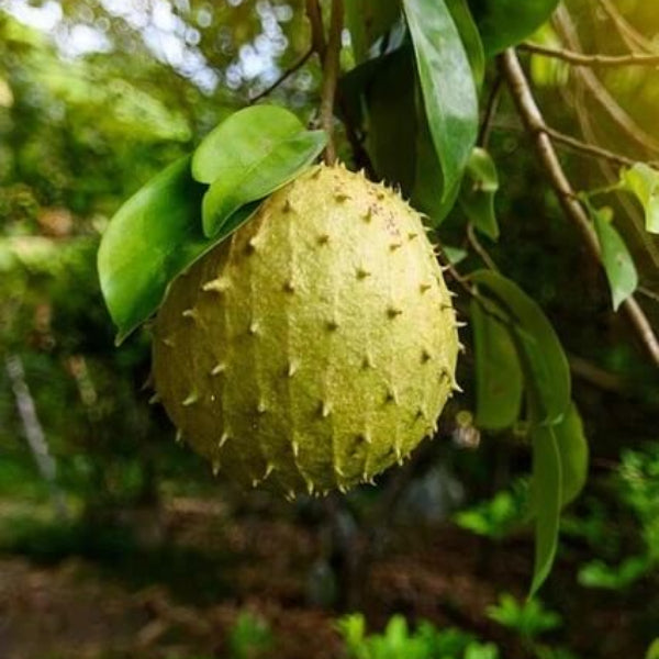Soursop Seeds - Yellow Green