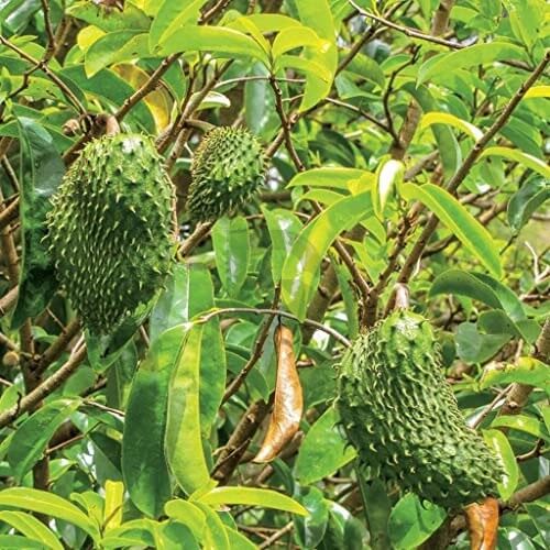 Soursop Seeds - All In One For Home Gardens
