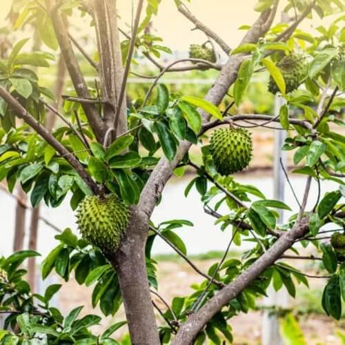 Soursop Seeds - All In One For Home Gardens