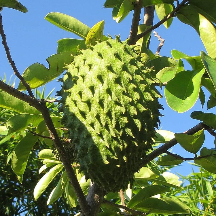 Soursop Seeds - All In One For Home Gardens