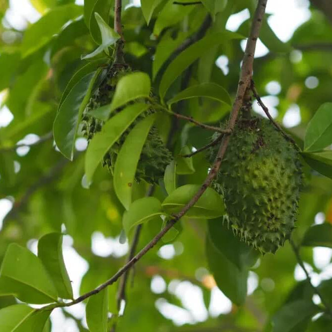 Soursop Seeds - All In One For Home Gardens