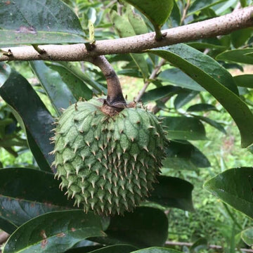 Soursop Seeds - Army Green Graviola