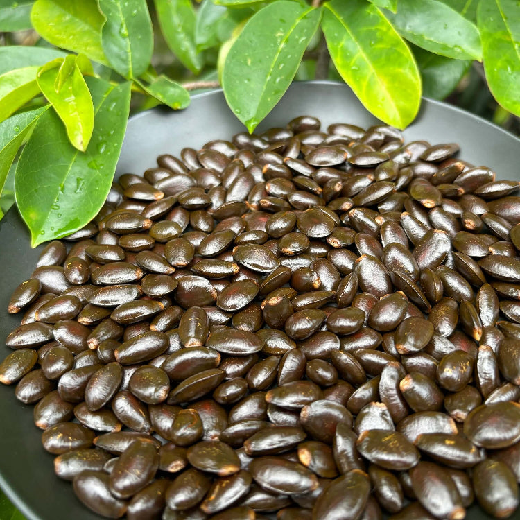 Soursop Seeds - Brown