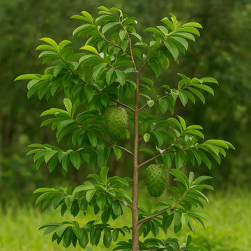 Soursop Seeds - Fruit Plant For Home Gardens