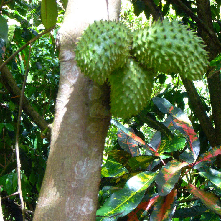 Soursop Seeds - Fruit Plant For Home Gardens