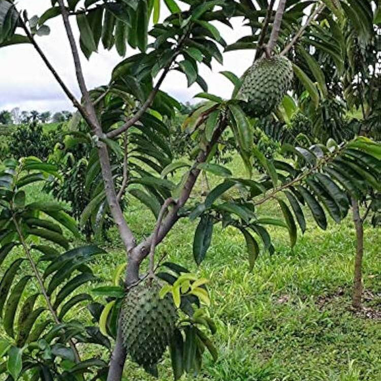 Soursop Seeds - LushGreen