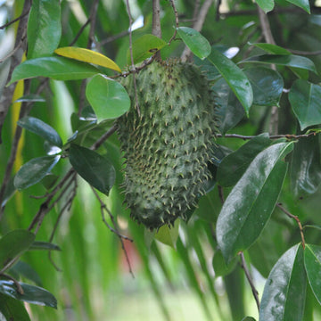 Soursop Seeds - Mountain