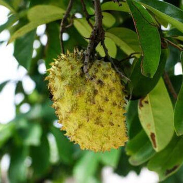 Soursop Seeds - Yellow 