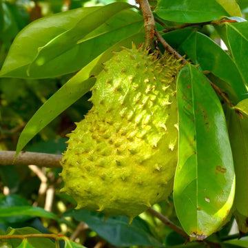 Soursop Seeds - Yellow Green