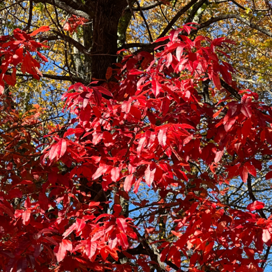 Sourwood Seeds