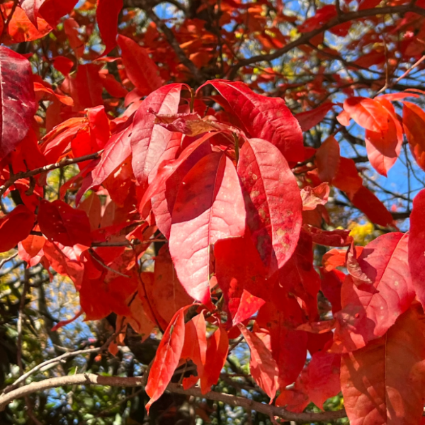 Sourwood Seeds