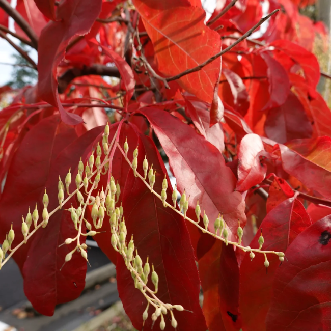 Sourwood Seeds