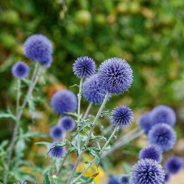 Southern Globe Thistle Seeds - Flower Plant