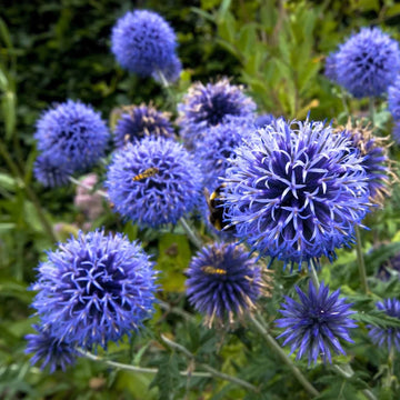 Southern Globe Thistle Seeds - Flower Plant