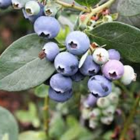 Southern Highbush Blueberry Seeds 